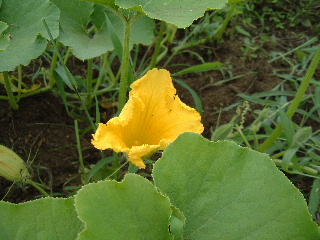 かぼちゃの花は黄色い