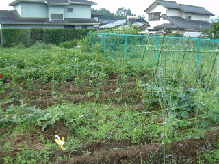 菜園全景